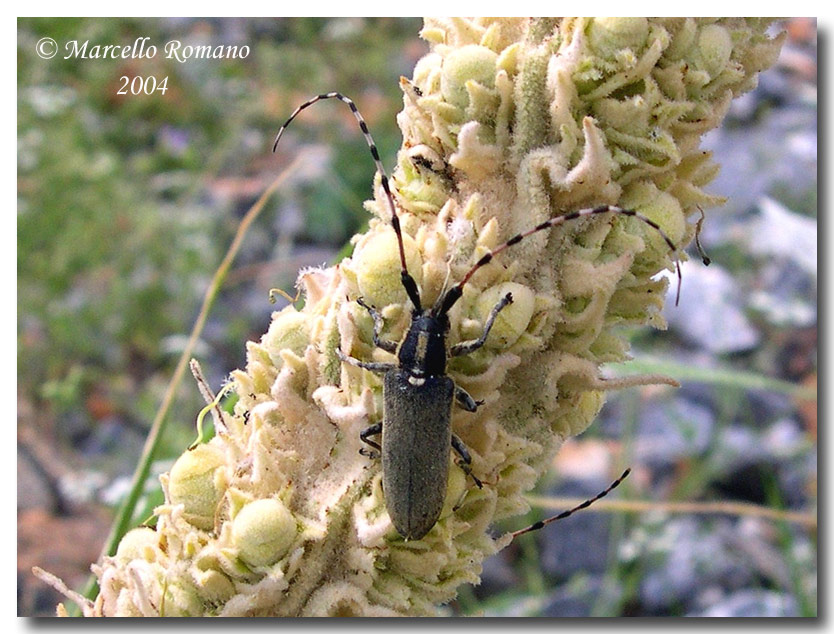 Ancora un'' Agapanthia nel forum: A. kirbyi (Cerambycidae)